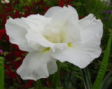 Kosatec 'Frosted Pyramid'