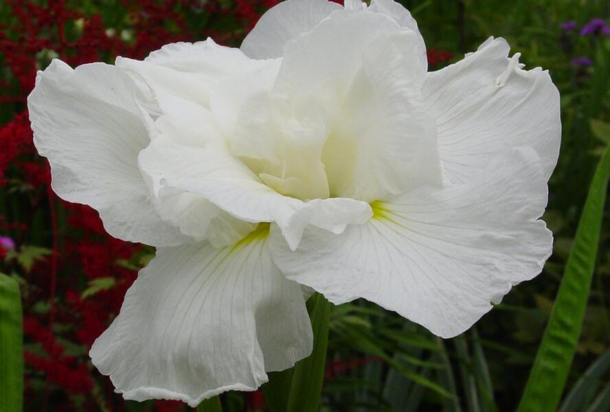 Kosatec 'Frosted Pyramid' - Iris ensata 'Frosted Pyramid'