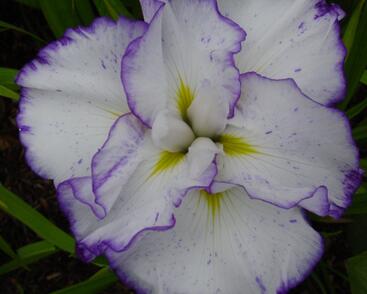 Kosatec 'Light at Dawn'