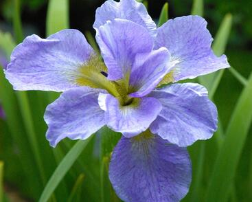 Kosatec sibiřský 'Ama no Hana'