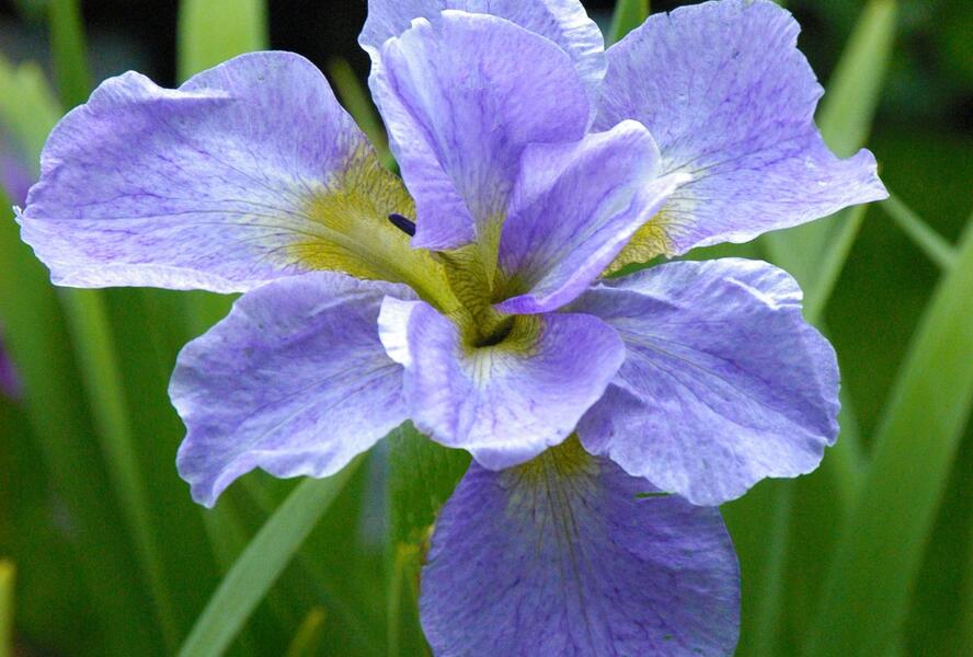 Kosatec sibiřský 'Ama no Hana' - Iris sibirica 'Ama no Hana'