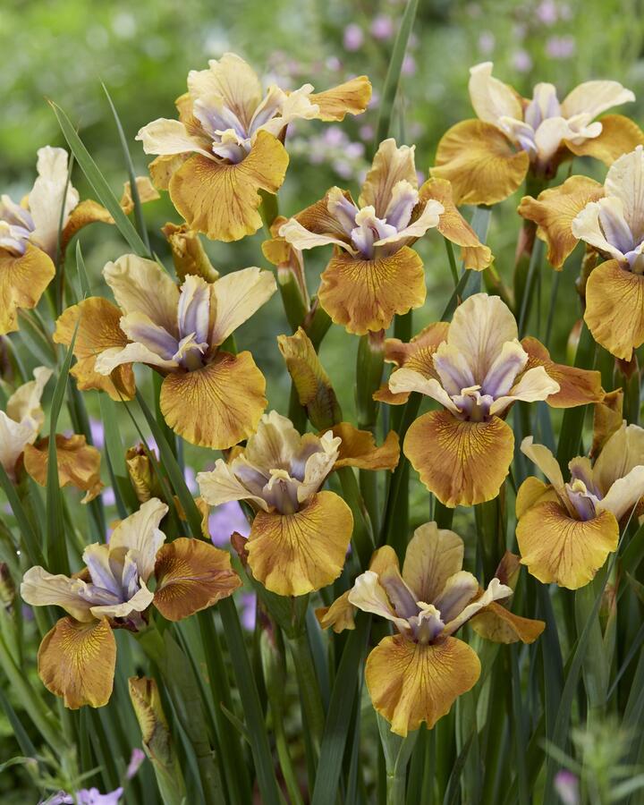 Kosatec sibiřský 'Colonel Mustard' - Iris sibirica 'Colonel Mustard'