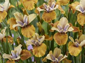 Kosatec sibiřský 'Colonel Mustard' - Iris sibirica 'Colonel Mustard'