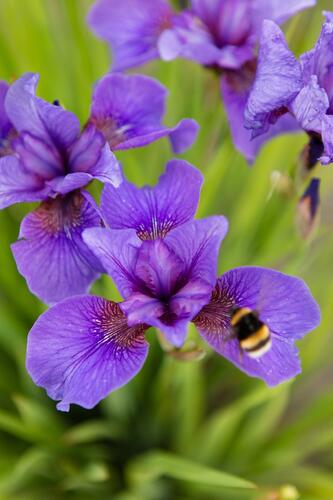 Kosatec sibiřský 'Reprise' - Iris sibirica 'Reprise'