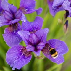 Kosatec sibiřský 'Reprise' - Iris sibirica 'Reprise'