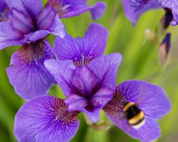 Kosatec sibiřský 'Reprise'