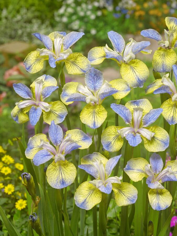 Kosatec sibiřský 'Tipped in Blue' - Iris sibirica 'Tipped in Blue'