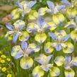 Kosatec sibiřský 'Tipped in Blue' - Iris sibirica 'Tipped in Blue'