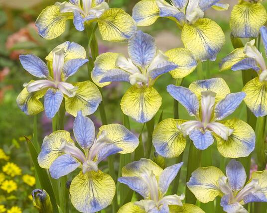 Sazenice kosatce - iris | Zahradnictví FLOS
