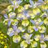 Iris Sibirica Tipped in Blue.jpg