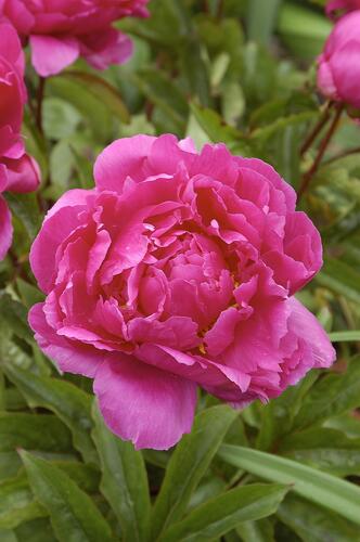 Pivoňka bělokvětá 'Bunker Hill' - Paeonia lactiflora 'Bunker Hill'