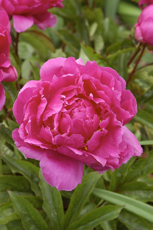 Pivoňka bělokvětá 'Bunker Hill' - Paeonia lactiflora 'Bunker Hill'