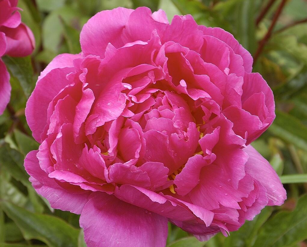 Pivoňka bělokvětá 'Bunker Hill' - Paeonia lactiflora 'Bunker Hill'