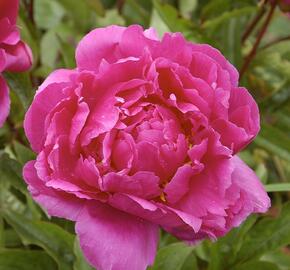 Pivoňka bělokvětá 'Bunker Hill' - Paeonia lactiflora 'Bunker Hill'