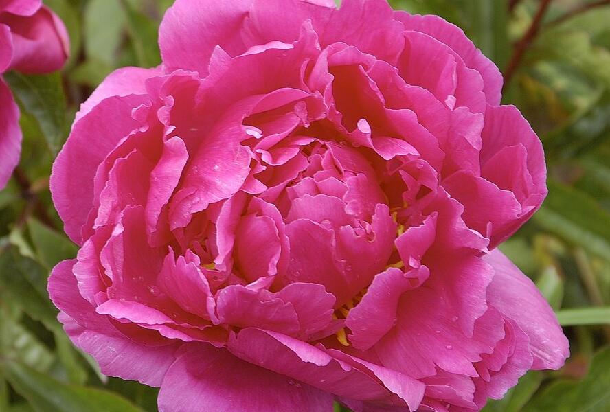 Pivoňka bělokvětá 'Bunker Hill' - Paeonia lactiflora 'Bunker Hill'