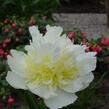 Pivoňka bělokvětá 'Cheddar Cheese' - Paeonia lactiflora 'Cheddar Cheese'