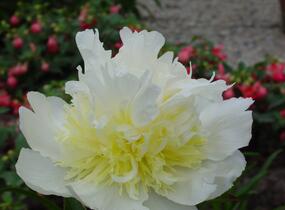 Pivoňka bělokvětá 'Cheddar Cheese' - Paeonia lactiflora 'Cheddar Cheese'