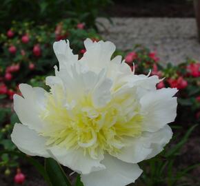 Pivoňka bělokvětá 'Cheddar Cheese' - Paeonia lactiflora 'Cheddar Cheese'