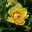 Pivoňka Itoh-hybrid 'Border Charm' - Paeonia Itoh-hybrid 'Border Charm'