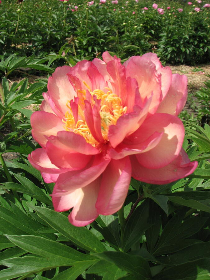 Pivoňka Itoh-hybrid 'Julia Rose' - Paeonia Itoh-hybrid 'Julia Rose'