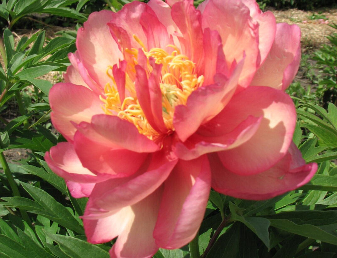 Pivoňka Itoh-hybrid 'Julia Rose' - Paeonia Itoh-hybrid 'Julia Rose'