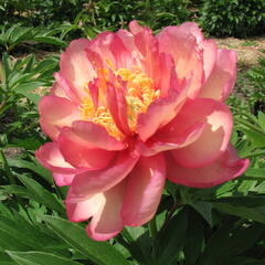 Pivoňka Itoh-hybrid 'Julia Rose' - Paeonia Itoh-hybrid 'Julia Rose'