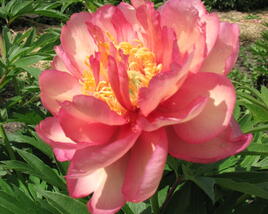 Pivoňka Itoh-hybrid 'Julia Rose'