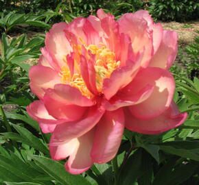 Pivoňka Itoh-hybrid 'Julia Rose' - Paeonia Itoh-hybrid 'Julia Rose'