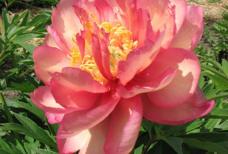 Pivoňka Itoh-hybrid 'Julia Rose' - Paeonia Itoh-hybrid 'Julia Rose'