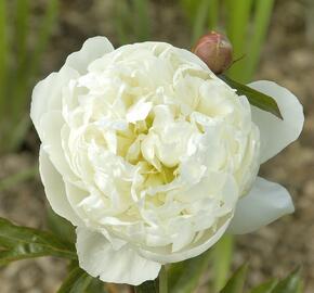 Pivoňka 'Marie Lemoine' - Paeonia 'Marie Lemoine'