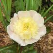 Pivoňka bělokvětá 'Primevere' - Paeonia lactiflora 'Primevere'