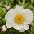 Pivoňka bělokvětá 'White Wings' - Paeonia lactiflora 'White Wings'