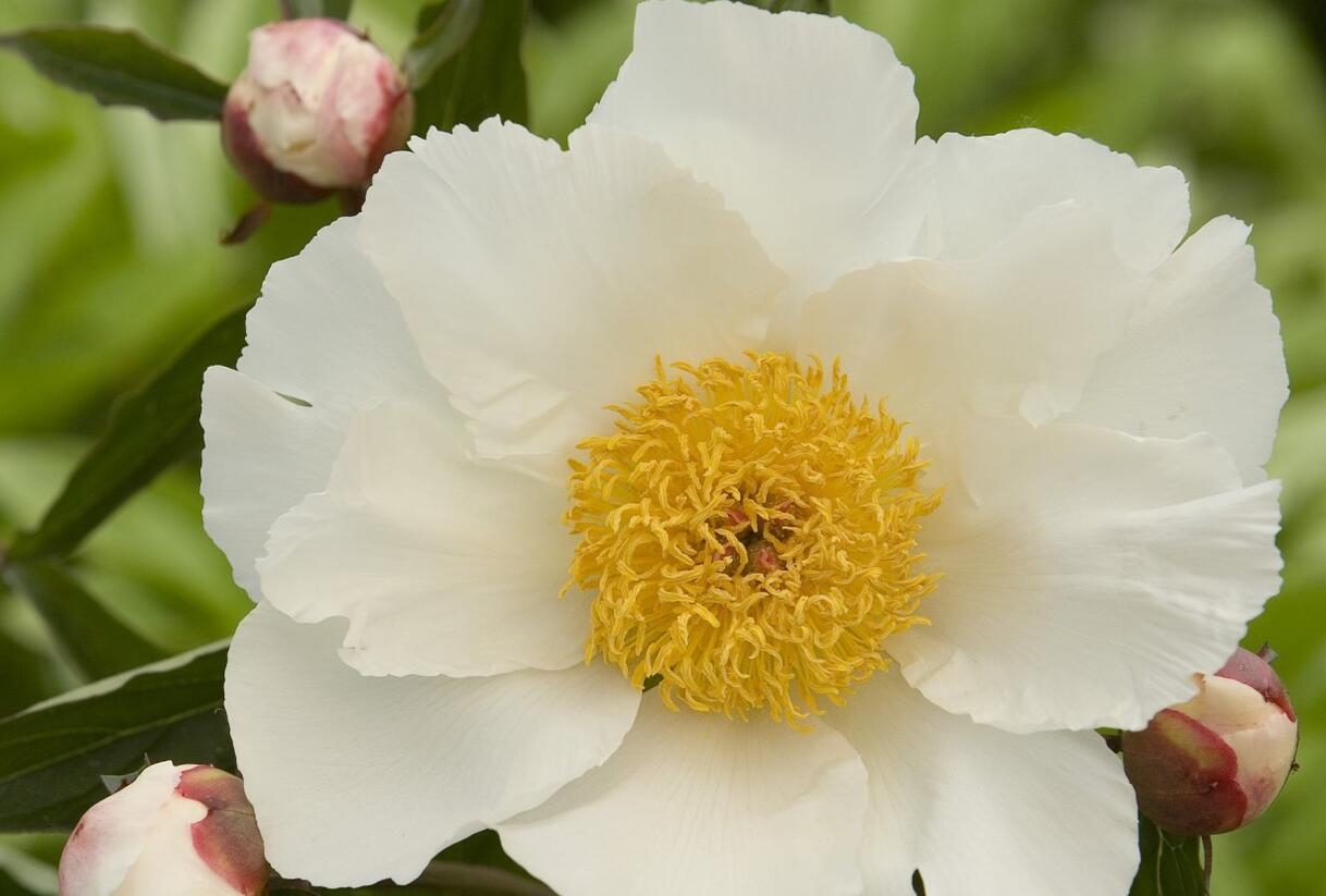 Pivoňka bělokvětá 'White Wings' - Paeonia lactiflora 'White Wings'