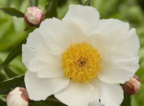 Pivoňka bělokvětá 'White Wings' - Paeonia lactiflora 'White Wings'