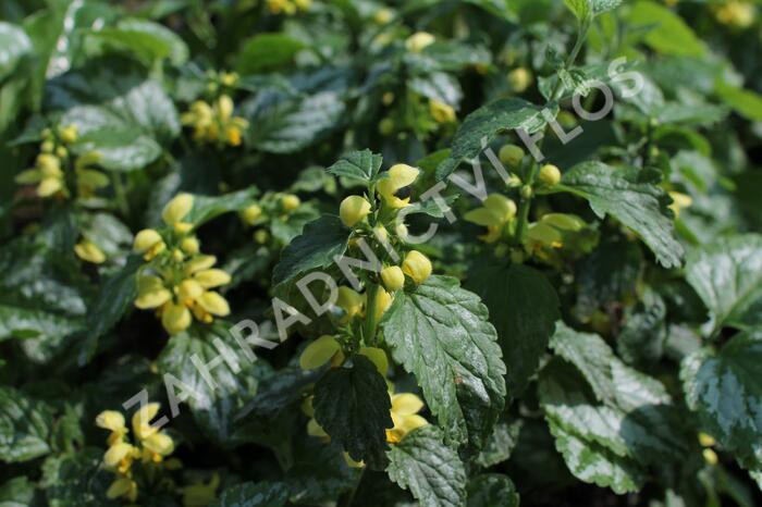 Pitulník žlutý 'Florentinum' - Lamiastrum galeobdolon 'Florentinum'