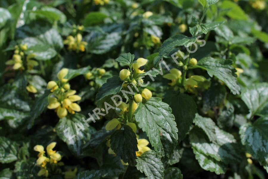 Pitulník žlutý 'Florentinum' - Lamiastrum galeobdolon 'Florentinum'