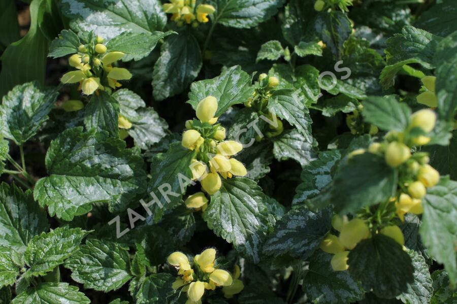 Pitulník žlutý 'Florentinum' - Lamiastrum galeobdolon 'Florentinum'