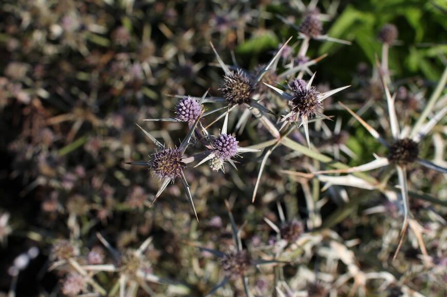 Eryngium variifolium