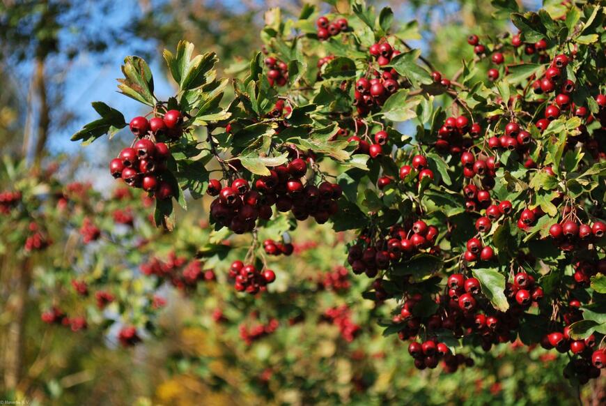Crataegus monogyna