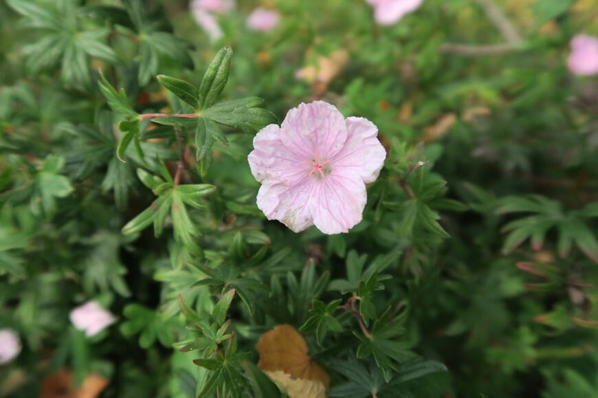 Geranium sanguineum var. striatum