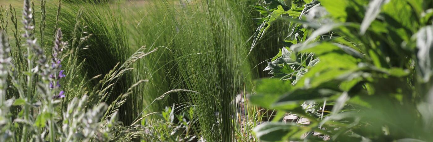 Rostliny na větrné stanoviště