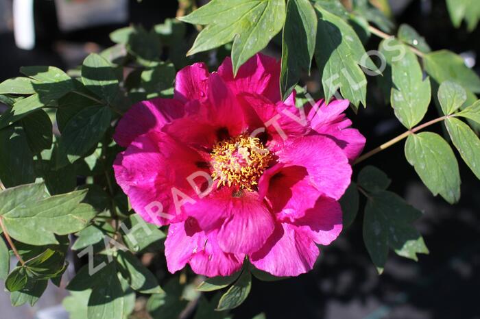 Pivoňka dřevitá 'Beauty of Tokyo' - Paeonia suffruticosa 'Beauty of Tokyo'