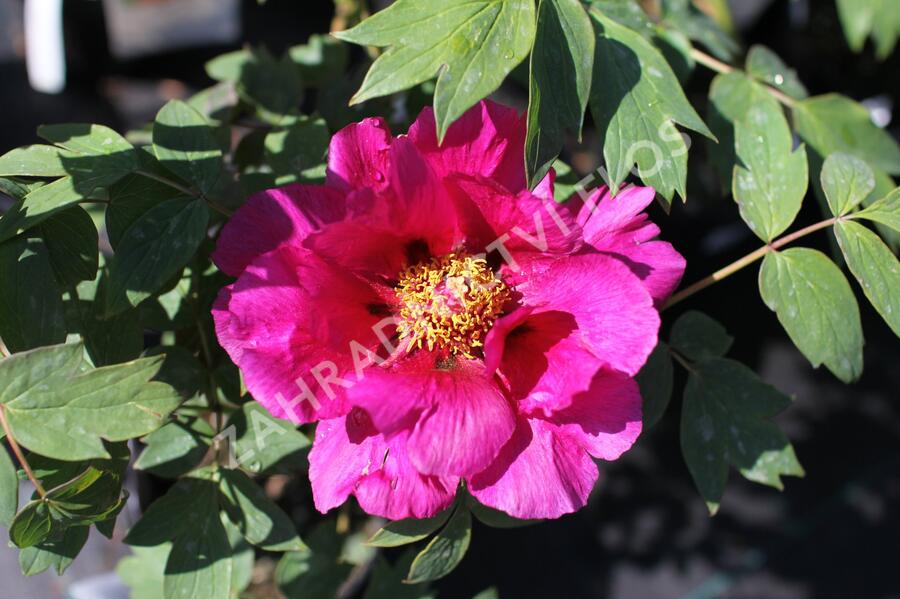 Pivoňka dřevitá 'Beauty of Tokyo' - Paeonia suffruticosa 'Beauty of Tokyo'