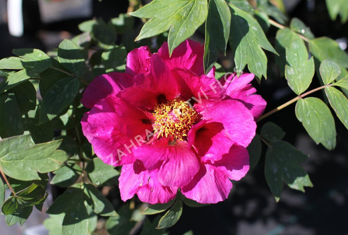 Pivoňka dřevitá 'Beauty of Tokyo' - Paeonia suffruticosa 'Beauty of Tokyo'