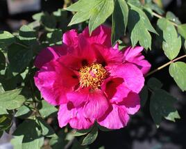 Pivoňka dřevitá 'Beauty of Tokyo'