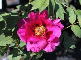 Pivoňka dřevitá 'Beauty of Tokyo' - Paeonia suffruticosa 'Beauty of Tokyo'