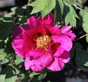 Pivoňka dřevitá 'Beauty of Tokyo' - Paeonia suffruticosa 'Beauty of Tokyo'