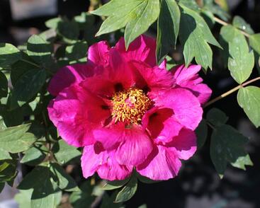 Pivoňka dřevitá 'Beauty of Tokyo'