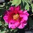 Paeonia suffruticosa 'Beauty of Tokyo'.JPG