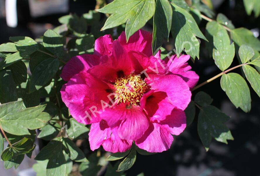 Pivoňka dřevitá 'Beauty of Tokyo' - Paeonia suffruticosa 'Beauty of Tokyo'